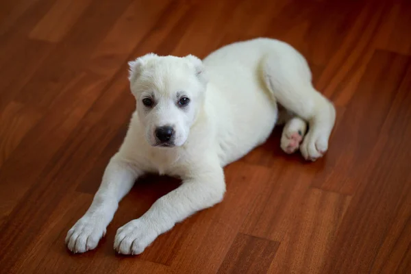 Little Puppy Breed Alabai Close Wooden Floor — Stock Photo, Image