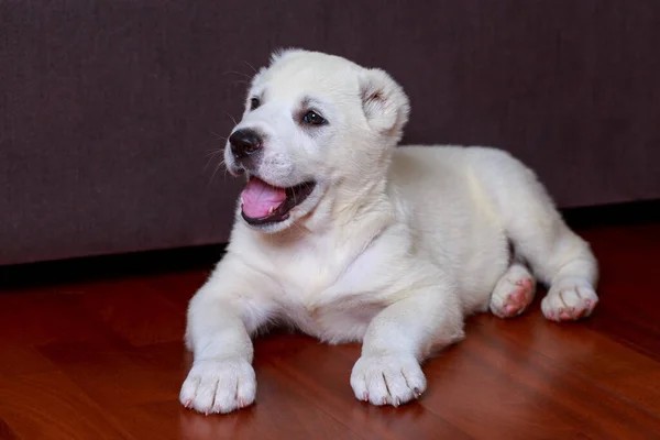 子犬の品種アラバイAクローズアップ — ストック写真