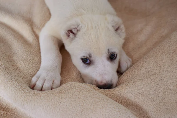 小さな子犬の品種アラバイオンザカウチ — ストック写真