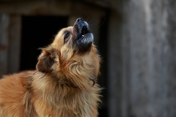 Perro Jengibre Ladrando Aire Libre Patio — Foto de Stock