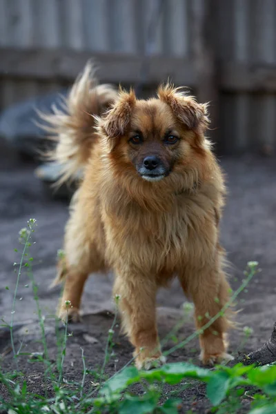 Liten Röd Hund Utomhus Gården — Stockfoto