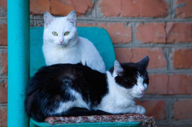 Açık havada iki kedi, yaklaşın.