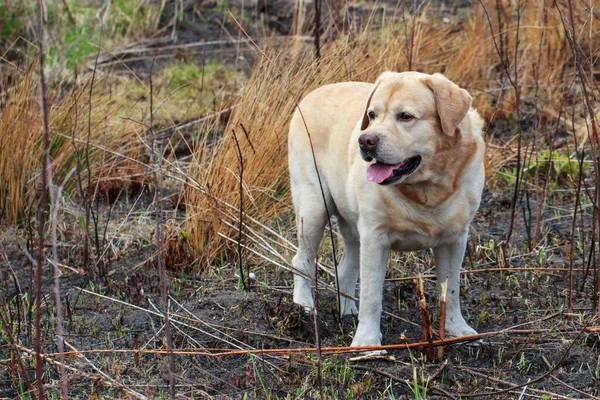 Chien Race Labrador Récupérateur Dans Parc — Photo