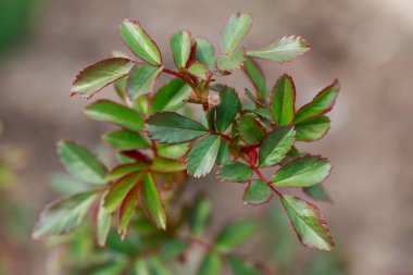 Bulanık arkaplanda genç yeşil gül yaprakları