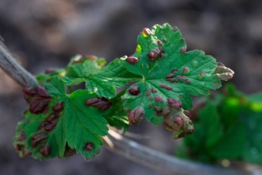 Frenk üzümü yapraklarında hastalık belirtileri var.