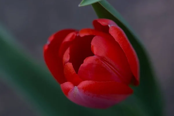 Hermoso Tulipán Rojo Cerca Sobre Fondo Borroso —  Fotos de Stock