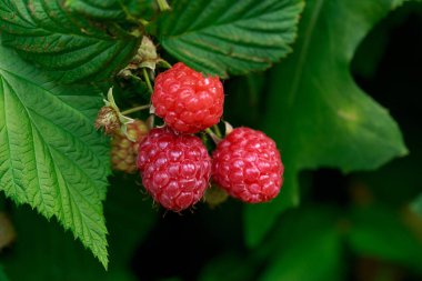 Kocaman olgun ahududuları yakın bir dalda.