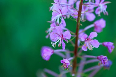 Bir sürü küçük mor kır çiçekleri