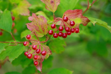 Güzel kırmızı viburnum dutları kapanıyor.