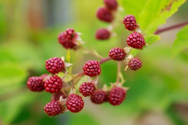 花园里美丽的黑莓灌木近景 — 图库照片