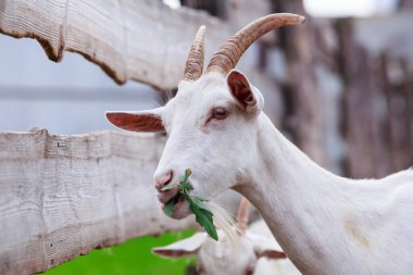 Beyaz keçi portresi. Yakın plan.