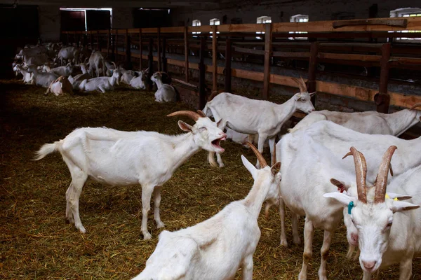 Las Muchas Cabras Una Granja Orgánica —  Fotos de Stock