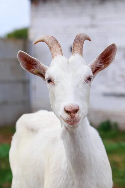 Portrait White Goat Close — Stock Photo, Image