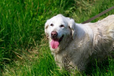 Köpek çiftleşmesi Golden Retriever yeşil çimlerde