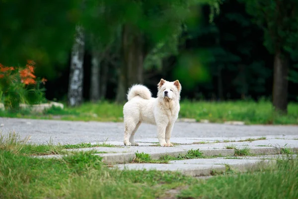 Собачья Порода Чау Чау Прогулки Парке — стоковое фото