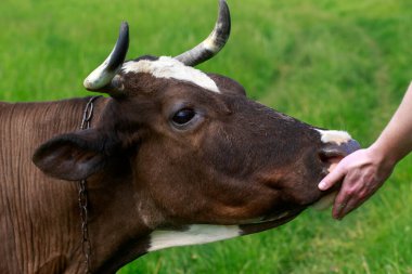 İnek yeşil bir çayırda otluyor.