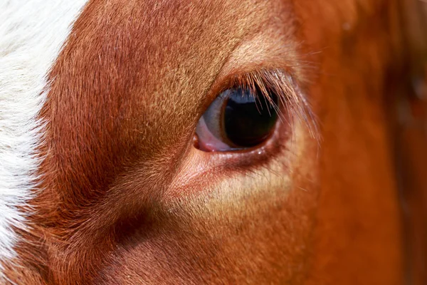 big eye of brown cow close up