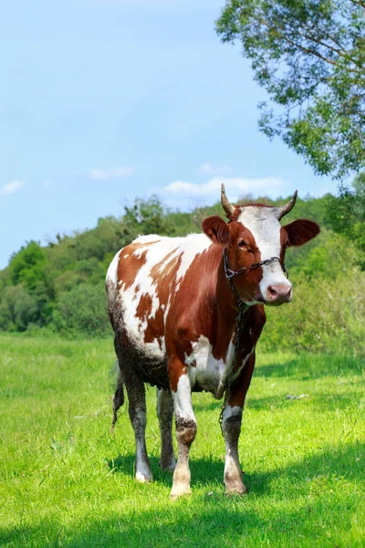 Vache Broute Dans Une Prairie Verte — Photo