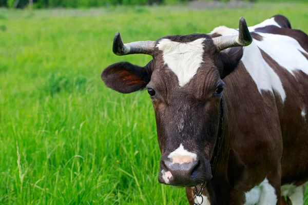 緑の草原の牛の放牧 — ストック写真