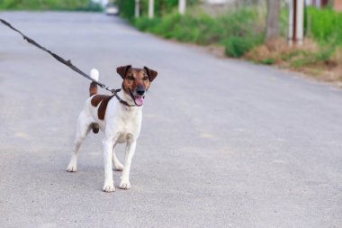 Köpek yavrusu, açık havada tüylü tilki teriyeri.