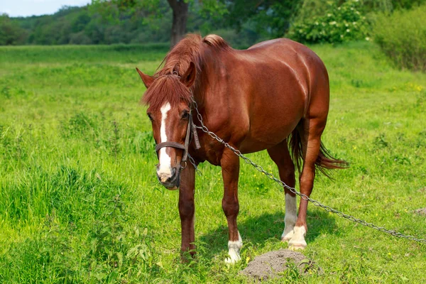 Joven Caballo Marrón Prado Verde — Foto de Stock