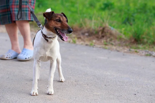 Raça Cão Terrier Raposa Cabelos Lisos Livre — Fotografia de Stock