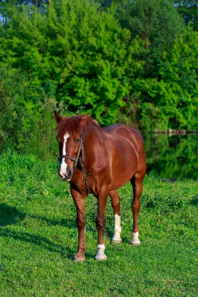 Mladý Hnědý Kůň Zelené Louce — Stock fotografie