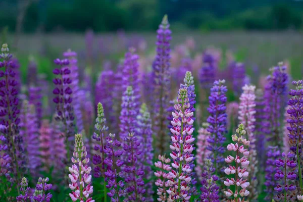 Vackra Ljusa Lupiner Blommor Fältet — Stockfoto