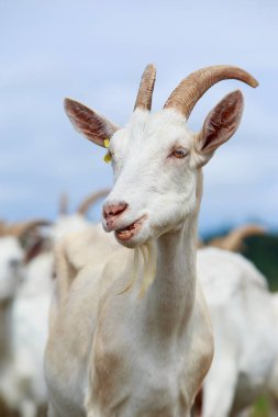 Beyaz keçi portresi. Yakın plan.