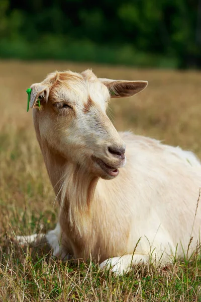 Uma Grande Cabra Bonita Prado — Fotografia de Stock