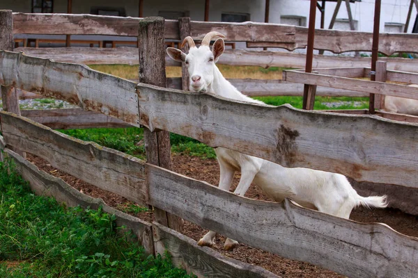 Jeune Chèvre Blanche Dans Une Ferme Biologique — Photo