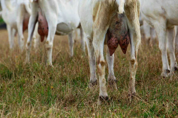 Grande Úbere Uma Cabra Close Pasto Verão — Fotografia de Stock
