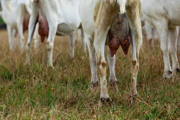 Ubre Grande Del Primer Plano Cabra Pasto Veraniego —  Fotos de Stock