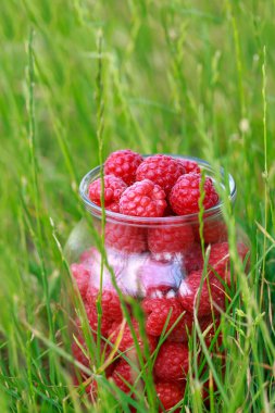 Büyük, olgun ahududular yeşil çimlerin üzerinde bir kavanozda