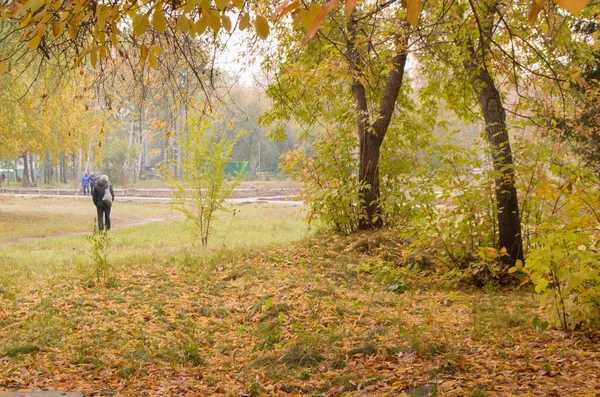 Beautiful Multi Colored Trees Background City Autumn Park — Stock Photo, Image