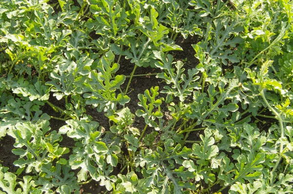 Jovens Brotos Melancia Crescendo Solo Jardim Cultivo Melões — Fotografia de Stock