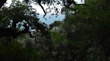 Ağaçlar, yukarıdaki mavi deniz görünümü dalları rüzgar sallıyor