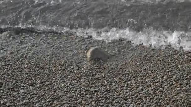 Mer calme, rochers et galets sur la plage, eau propre — Video