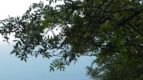 风摇动树枝, 从上面看到蔚蓝的大海。 — 图库视频影像