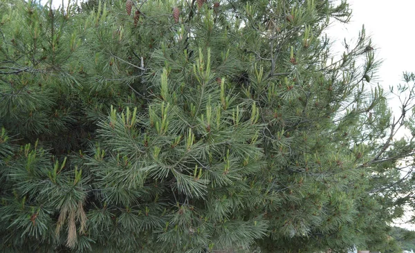 Çam ağacı ile genç sürgünler üzerinde twigs, iğne yapraklı ağaçlar