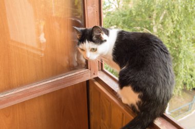 Balkonda oturan sevimli ve meraklı siyah ve beyaz kedi