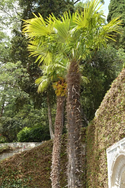 Όμορφο ζεστό χώρο τροπικούς κήπους με υψηλή palmami — Φωτογραφία Αρχείου