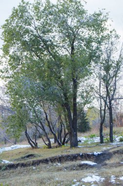 Dağ geçidi, ağaçlar ve parkta ilk kar.