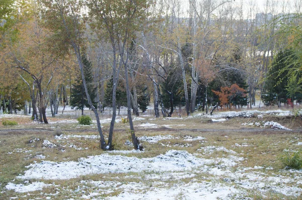 Primeira Neve Parque Floresta Outono — Fotografia de Stock