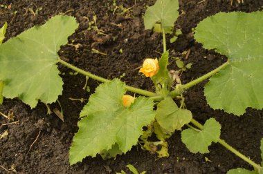 Genç kabak çiçekleri, toprak Bahçe sebze yetiştiriyor
