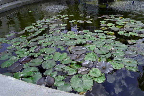 수련 식물, 배경으로 아름 다운 연못 — 스톡 사진