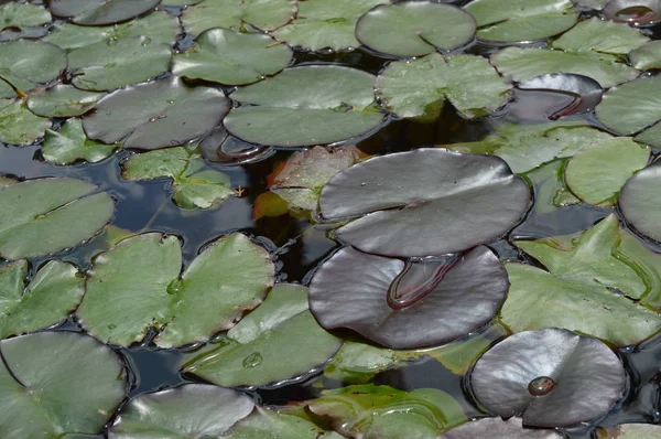 Hermoso estanque con agua Lily planta, fondo — Foto de Stock