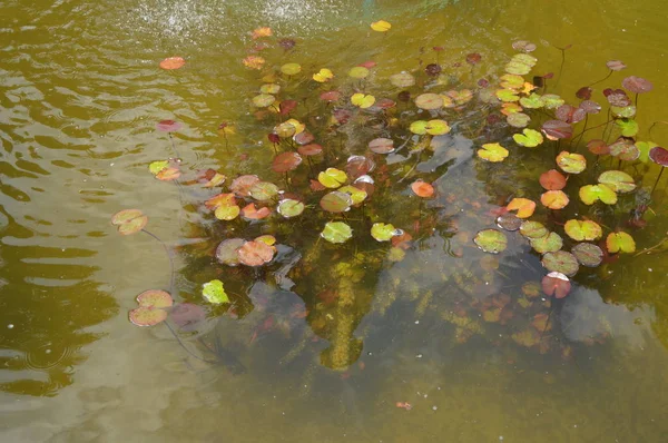 Hermoso estanque con agua Lily planta, fondo — Foto de Stock