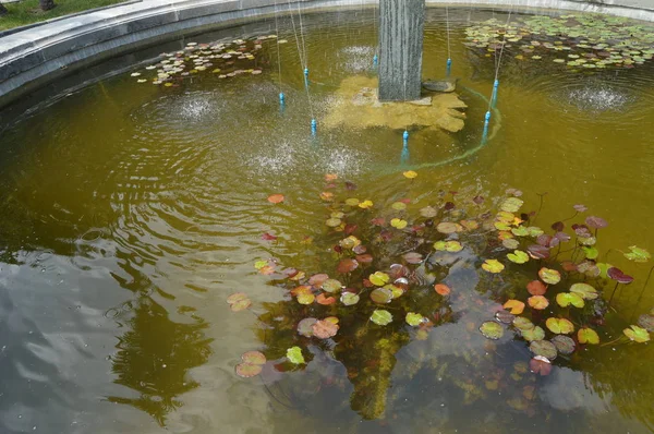 Gyönyörű tó tündérrózsa növény, háttér — Stock Fotó