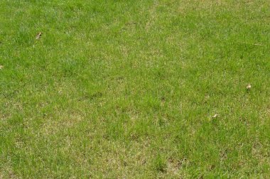 bir arka plan güzel yeşil çimen, taze çimen